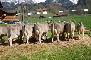 Elchi OB Michel Josef Melchtal
